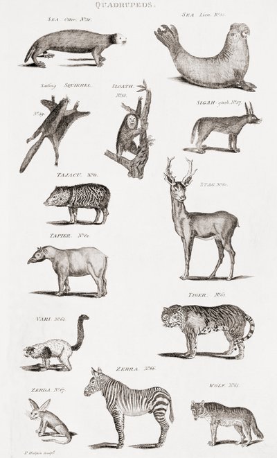 Different Types of Quadrupeds by Unbekannt Unbekannt